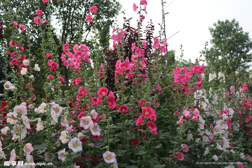 花丛