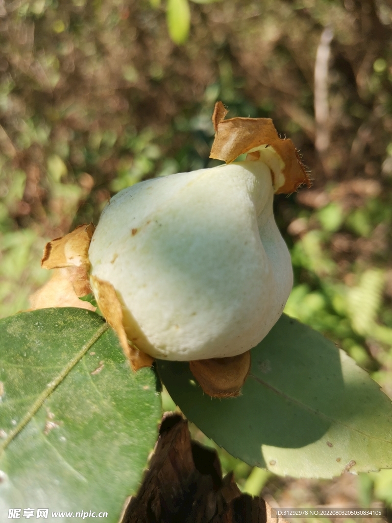 茶泡 
