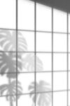 植物光影免抠素材