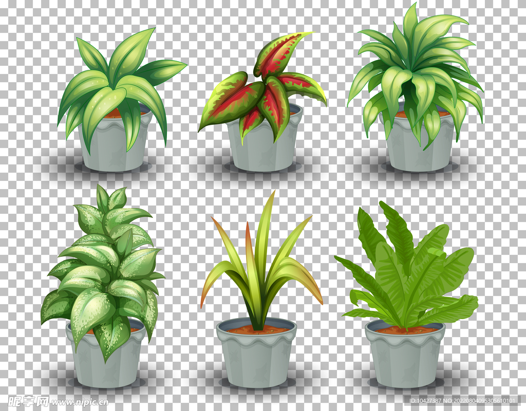 盆栽植物