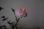 月季花