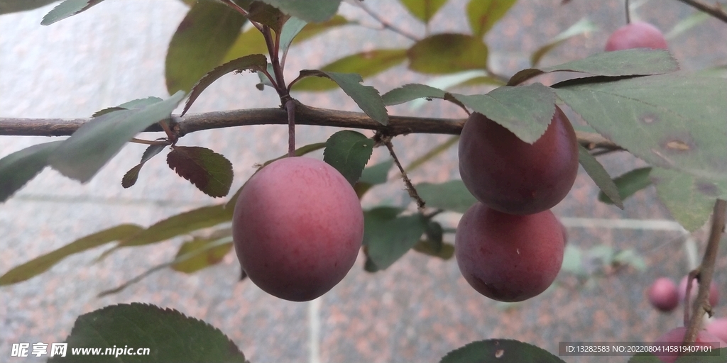 紫叶李