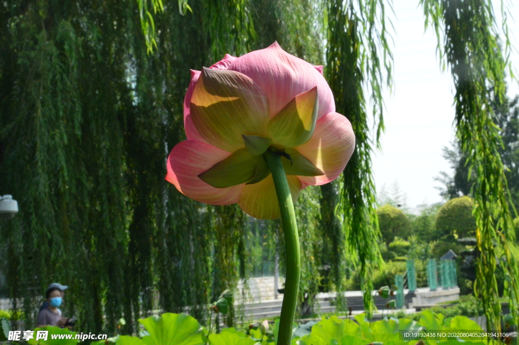 荷花 