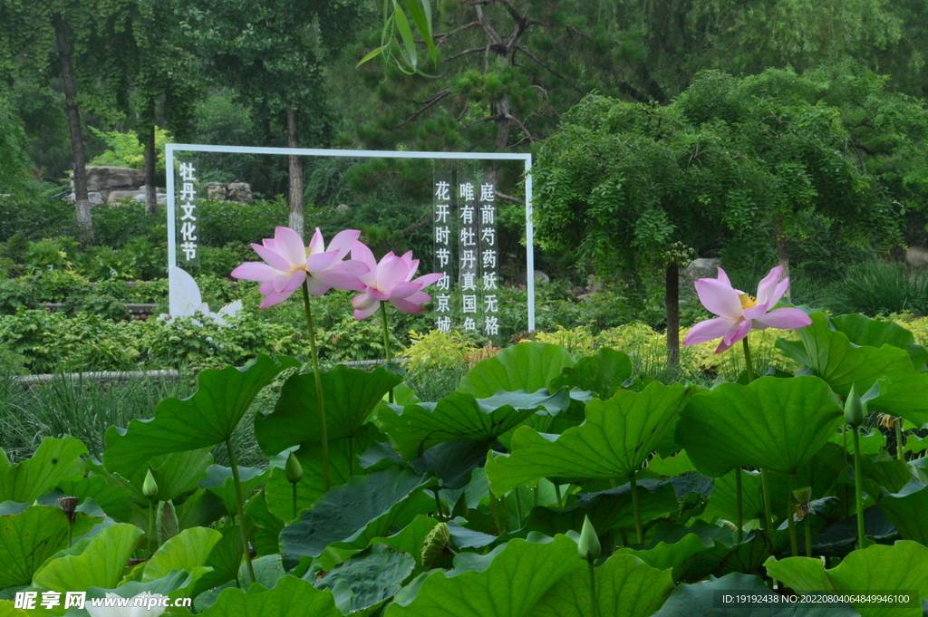 荷花 