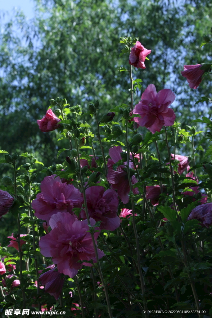 木槿花