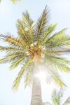 炎炎夏日棕榈树