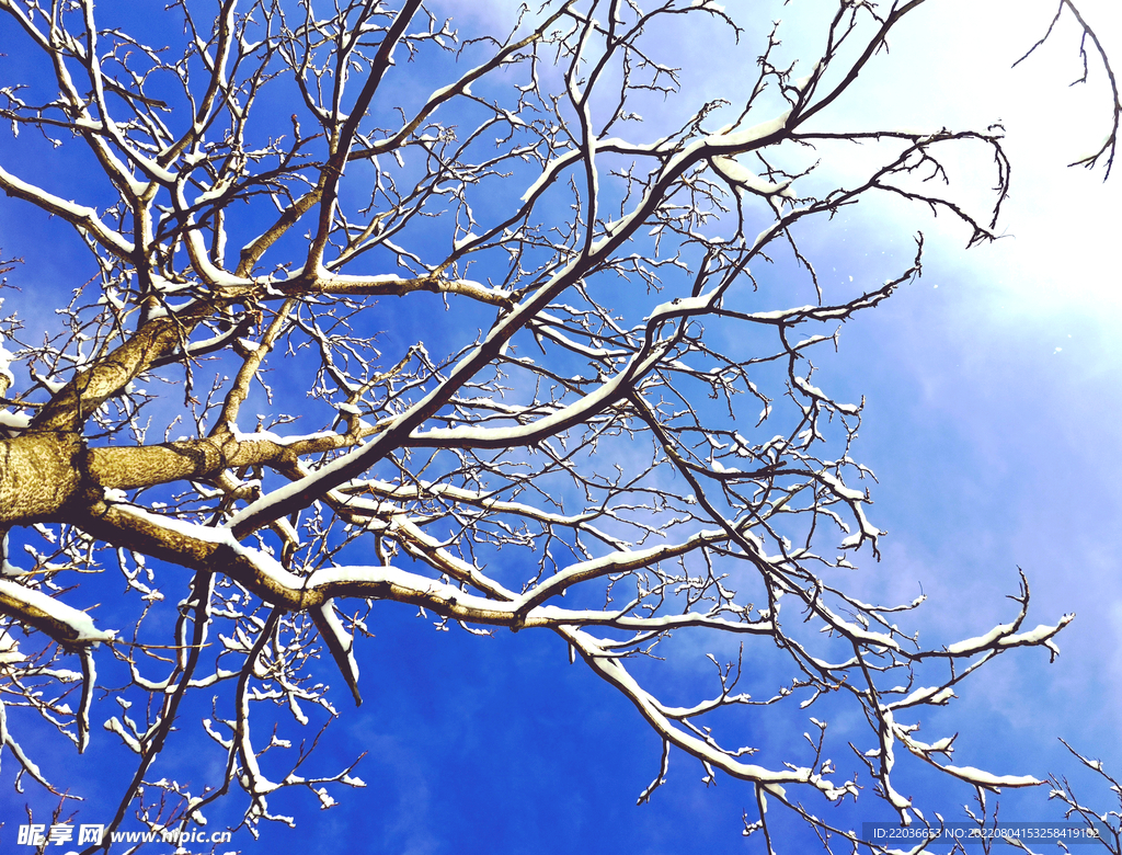 蓝天积雪覆盖干树枝