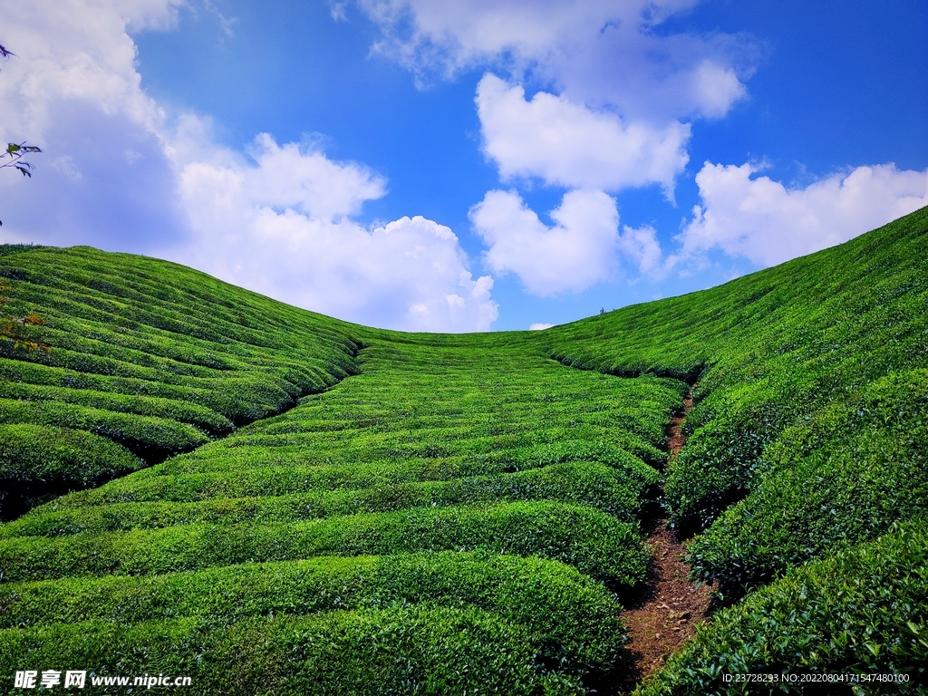 茶山行