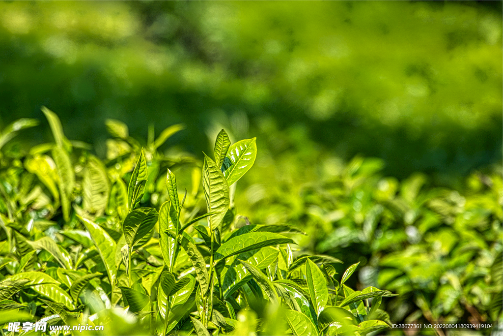 茶叶茶园高清摄影