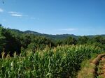 玉米山地