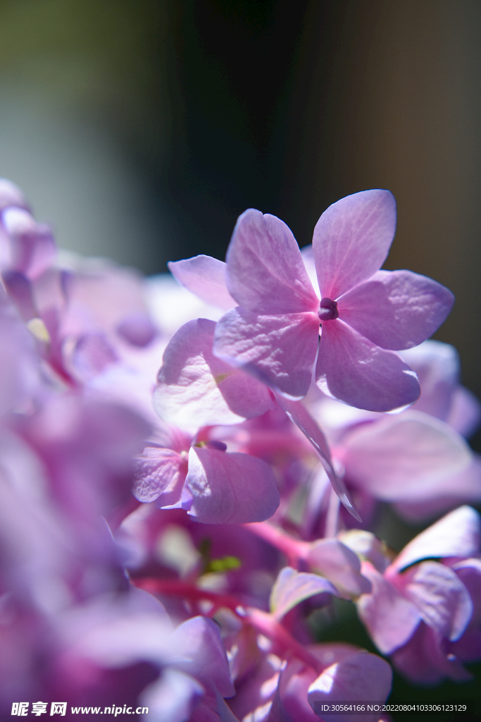 户外淡紫色花朵小花