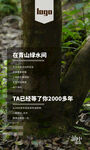 山茶树