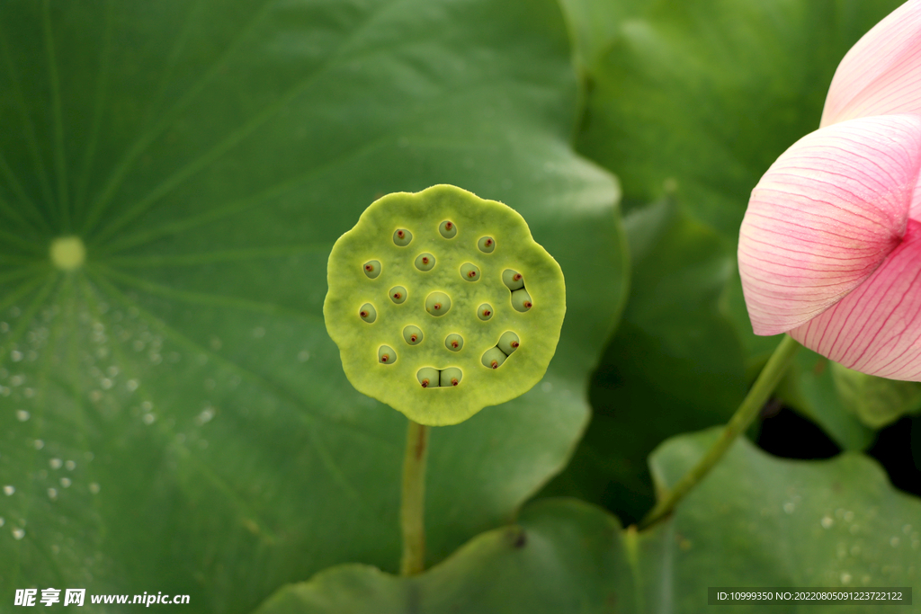 莲蓬莲子