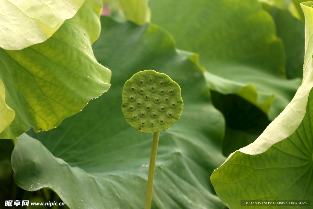 莲蓬莲子