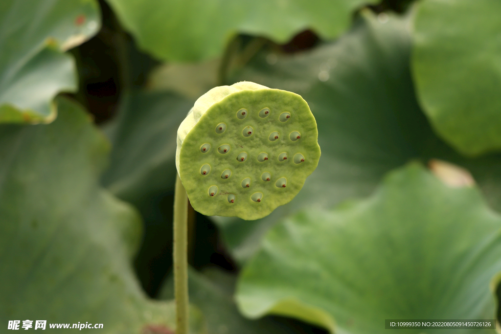 莲蓬莲子