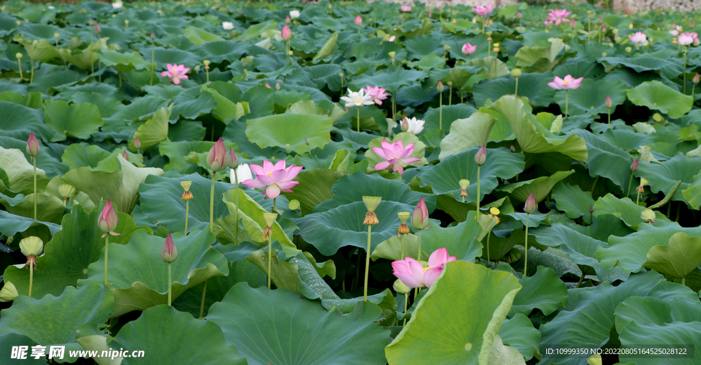 夏日荷花