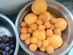 黄色油桃 和黄杏   