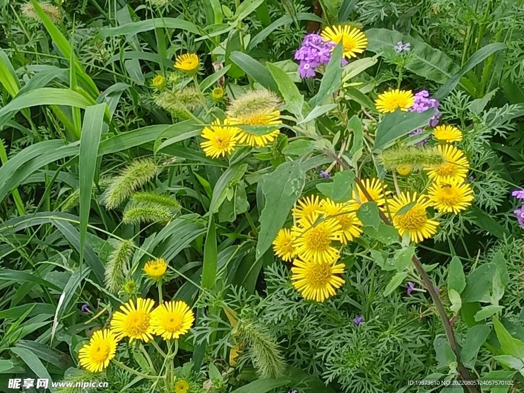 黄色小野花