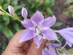 玉簪紫花鲜花