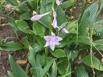 园林鲜花