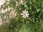 波斯菊鲜花