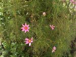 波斯菊鲜花