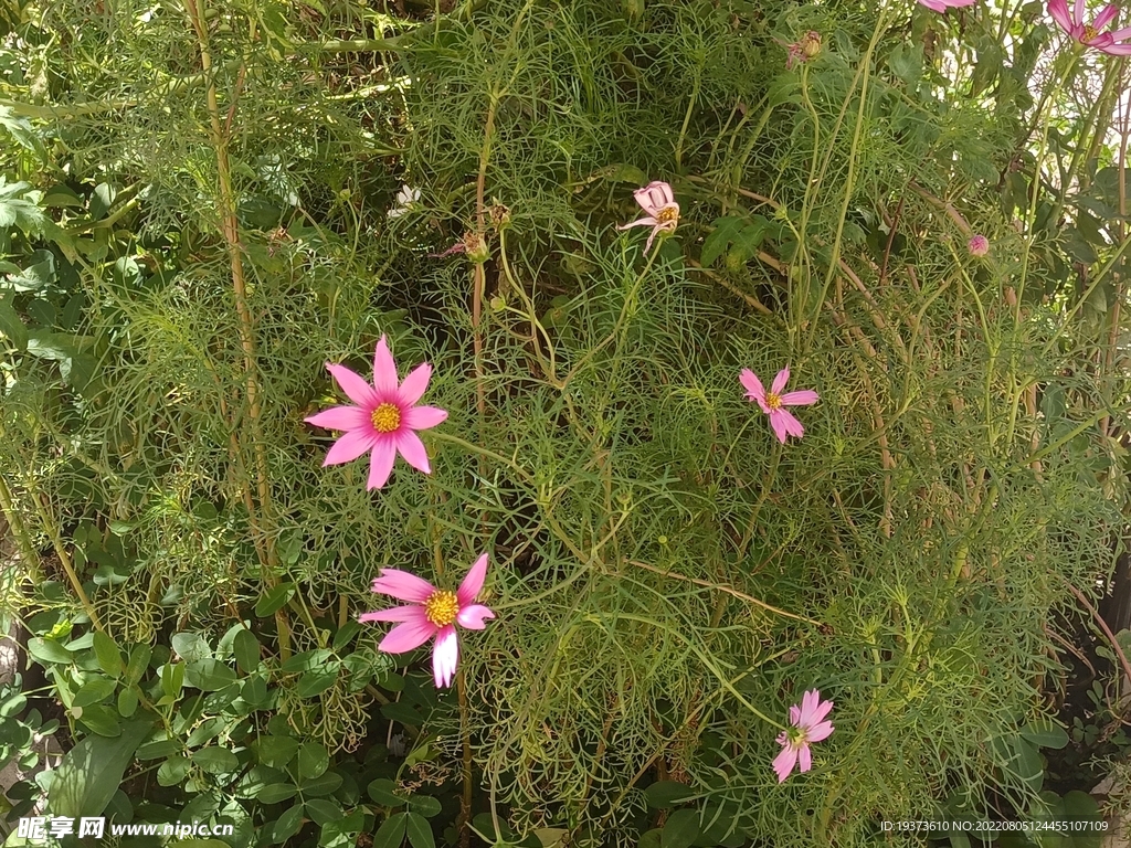 波斯菊鲜花