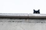  猫 偷看