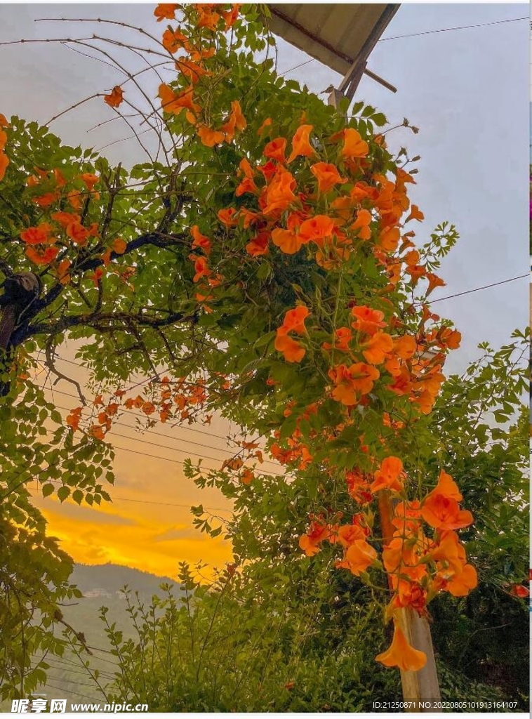 凌霄花