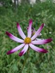 小野花小雏菊