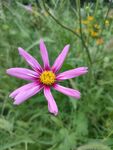 粉色野花小雏菊