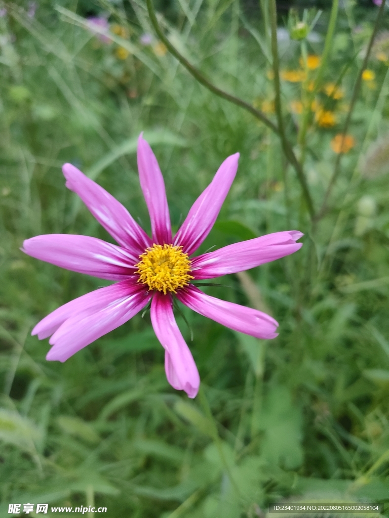 粉色野花小雏菊