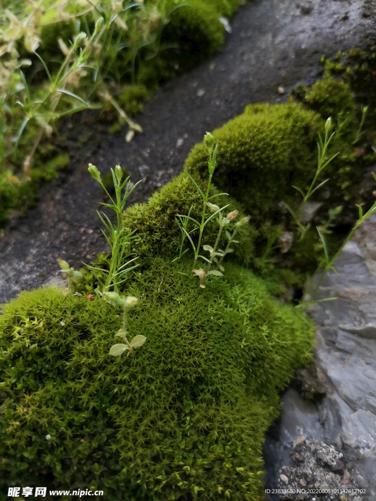 苔藓