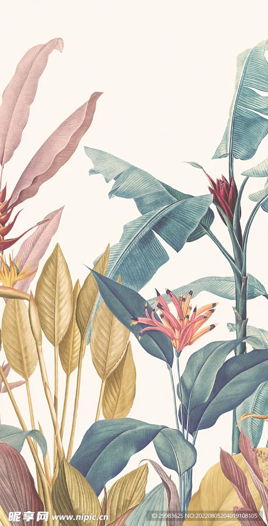 芭蕉树