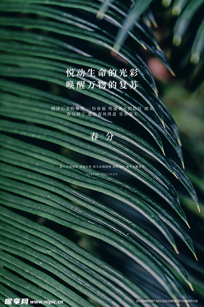 春分插画海报