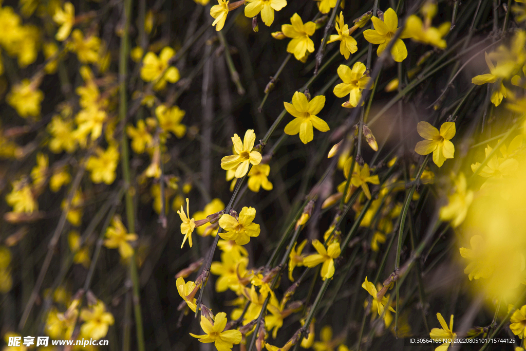 户外黄色小花花朵自然