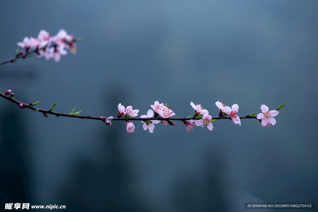 户外梅花花朵自然