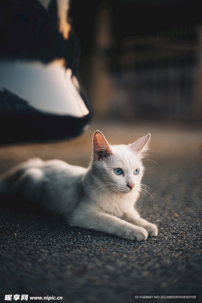 白色小猫