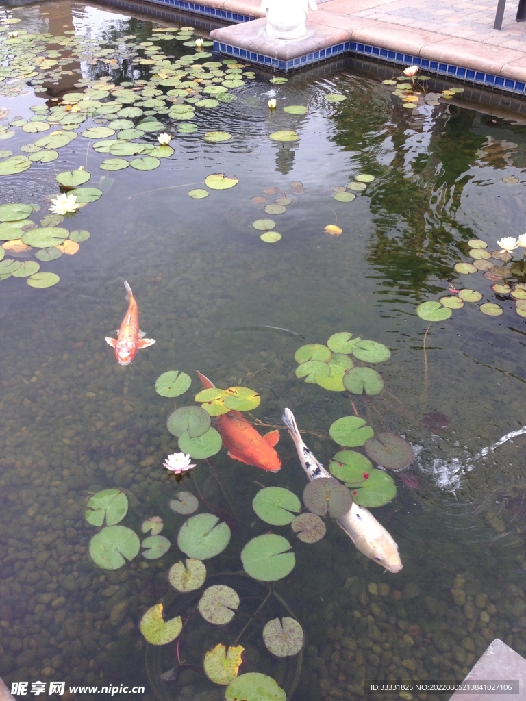 锦鲤
