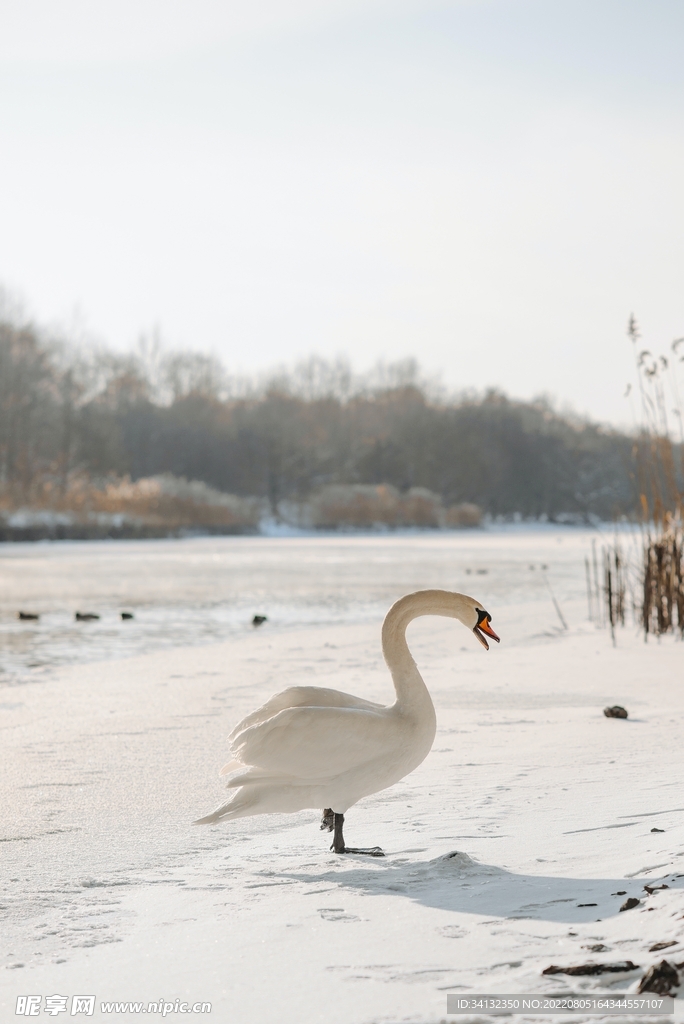 雪景