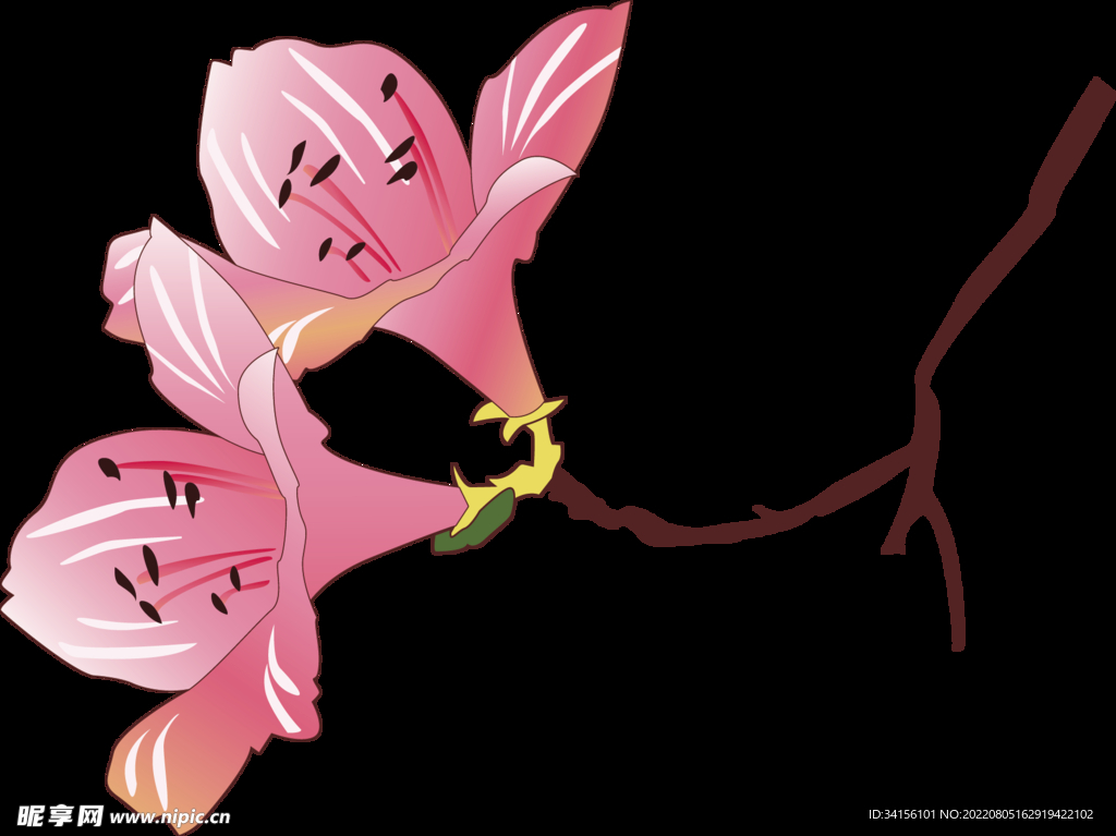 杜鹃花