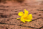 小黄花