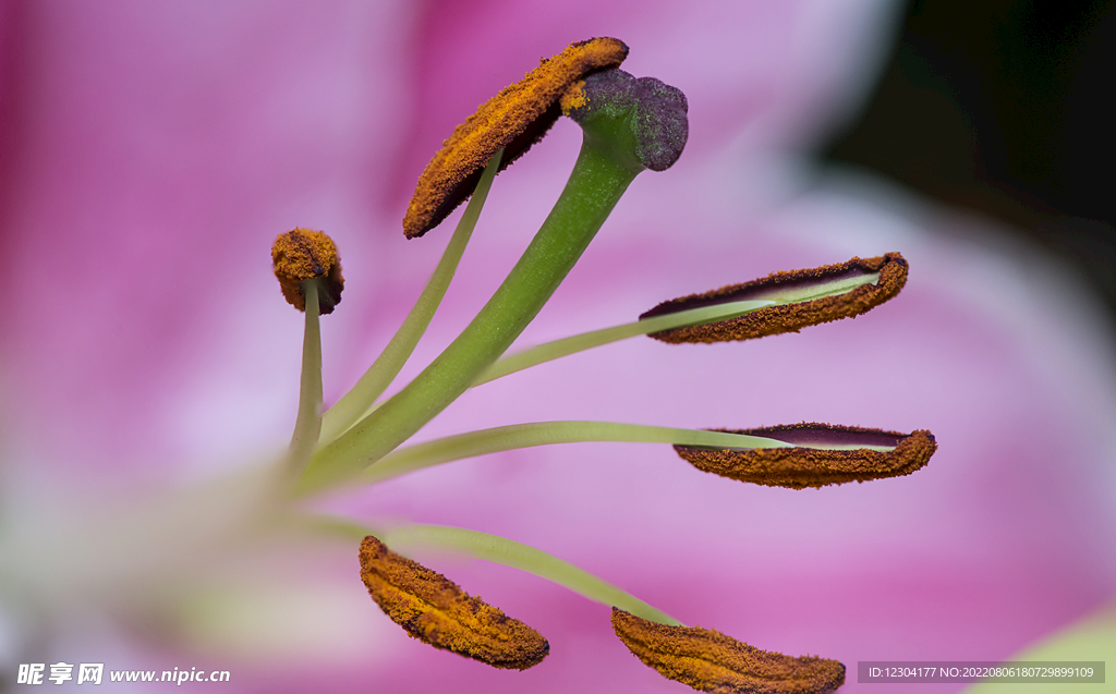 花蕊