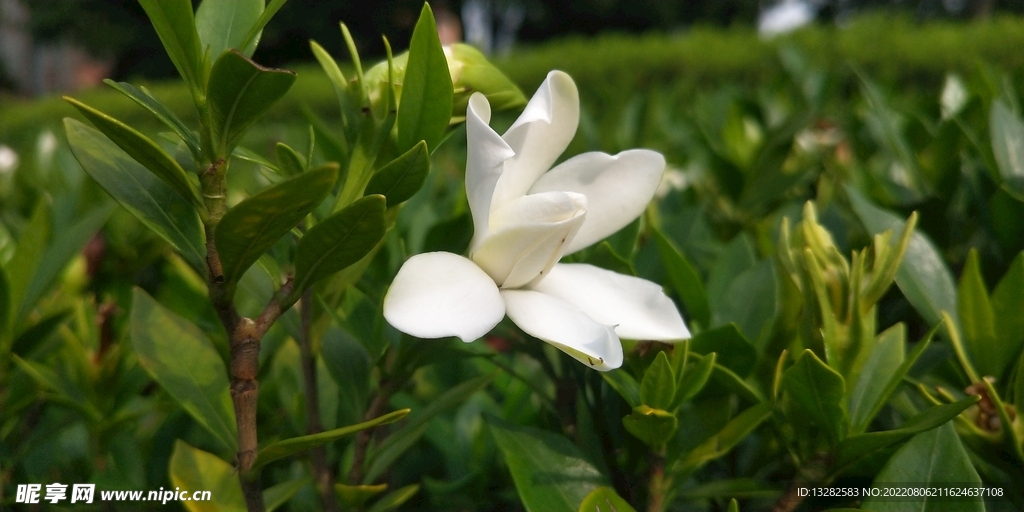 栀子花 