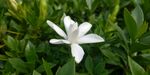 栀子花