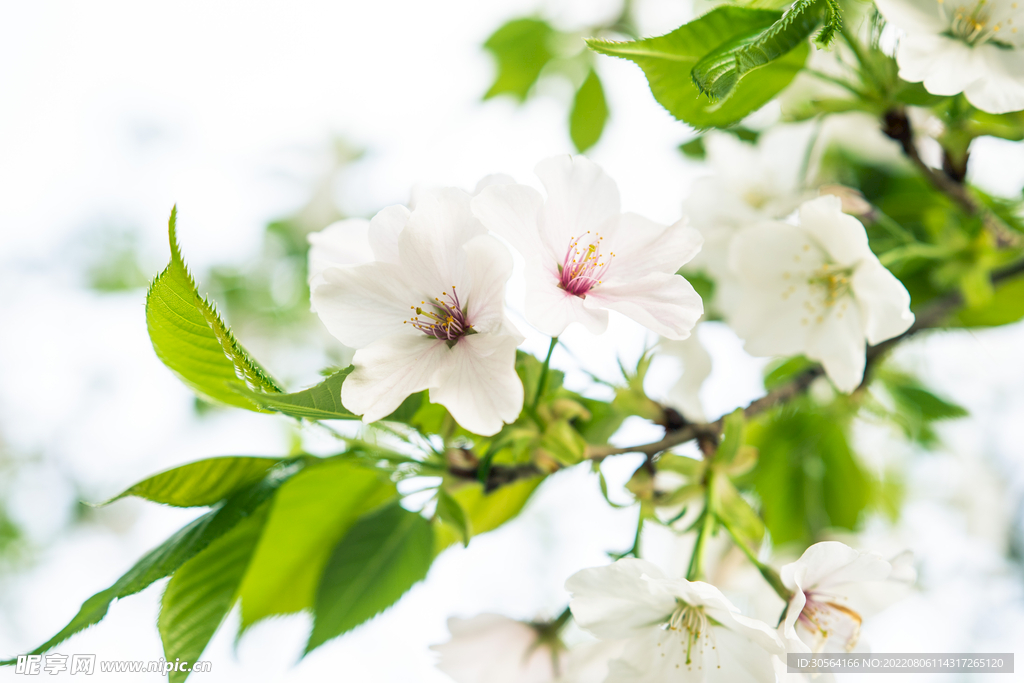 户外白色花朵花蕊