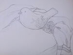 模具鸟