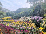 菊花展