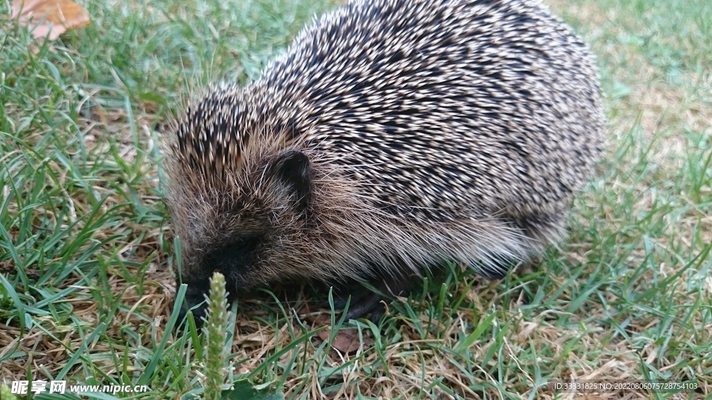 刺猬
