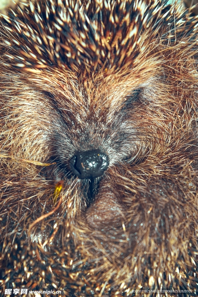 刺猬